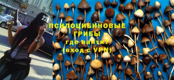 прущие грибы Армянск