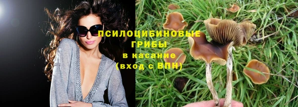 прущие грибы Армянск