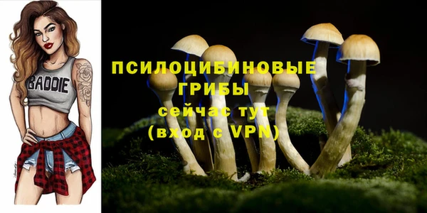 прущие грибы Армянск